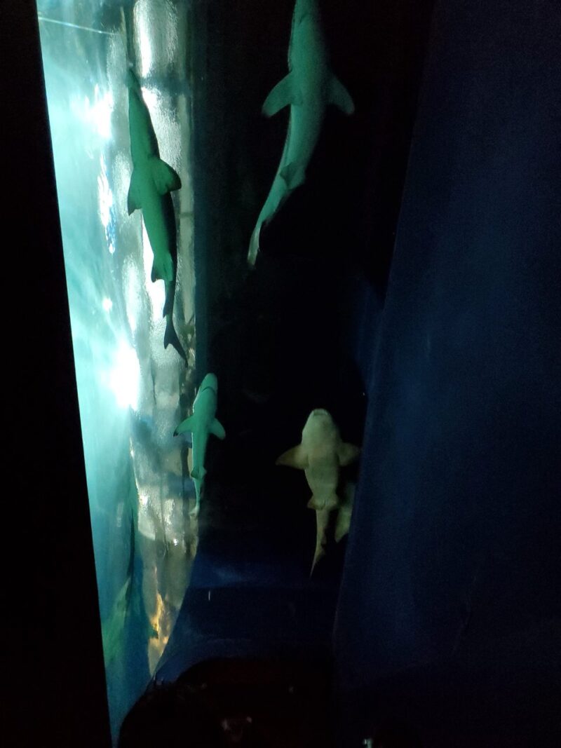 水族館