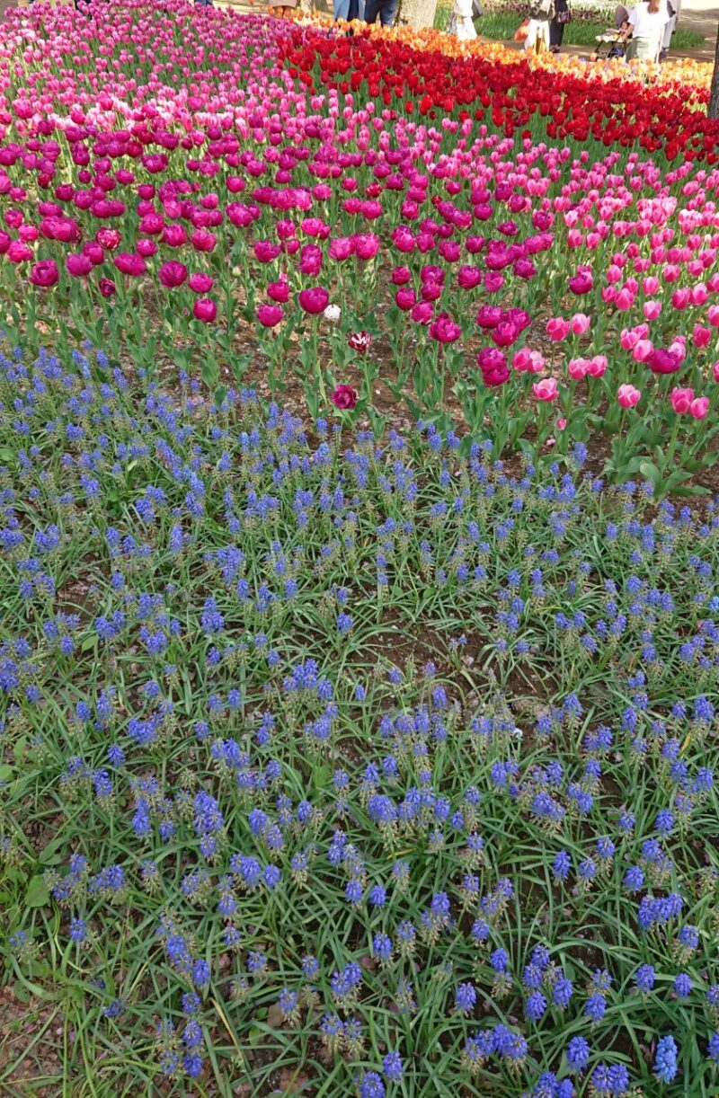 ひたち海浜公園